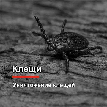 Уничтожение клещей