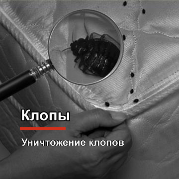 Уничтожение клопов