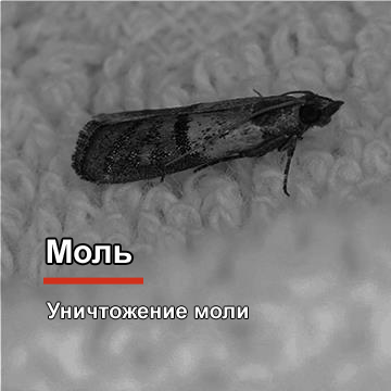 Уничтожение моли