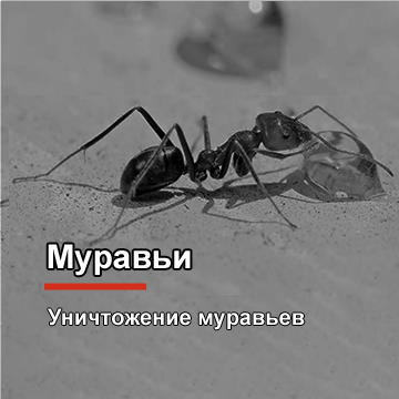 Уничтожение муравьев