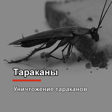 Уничтожение тараканов